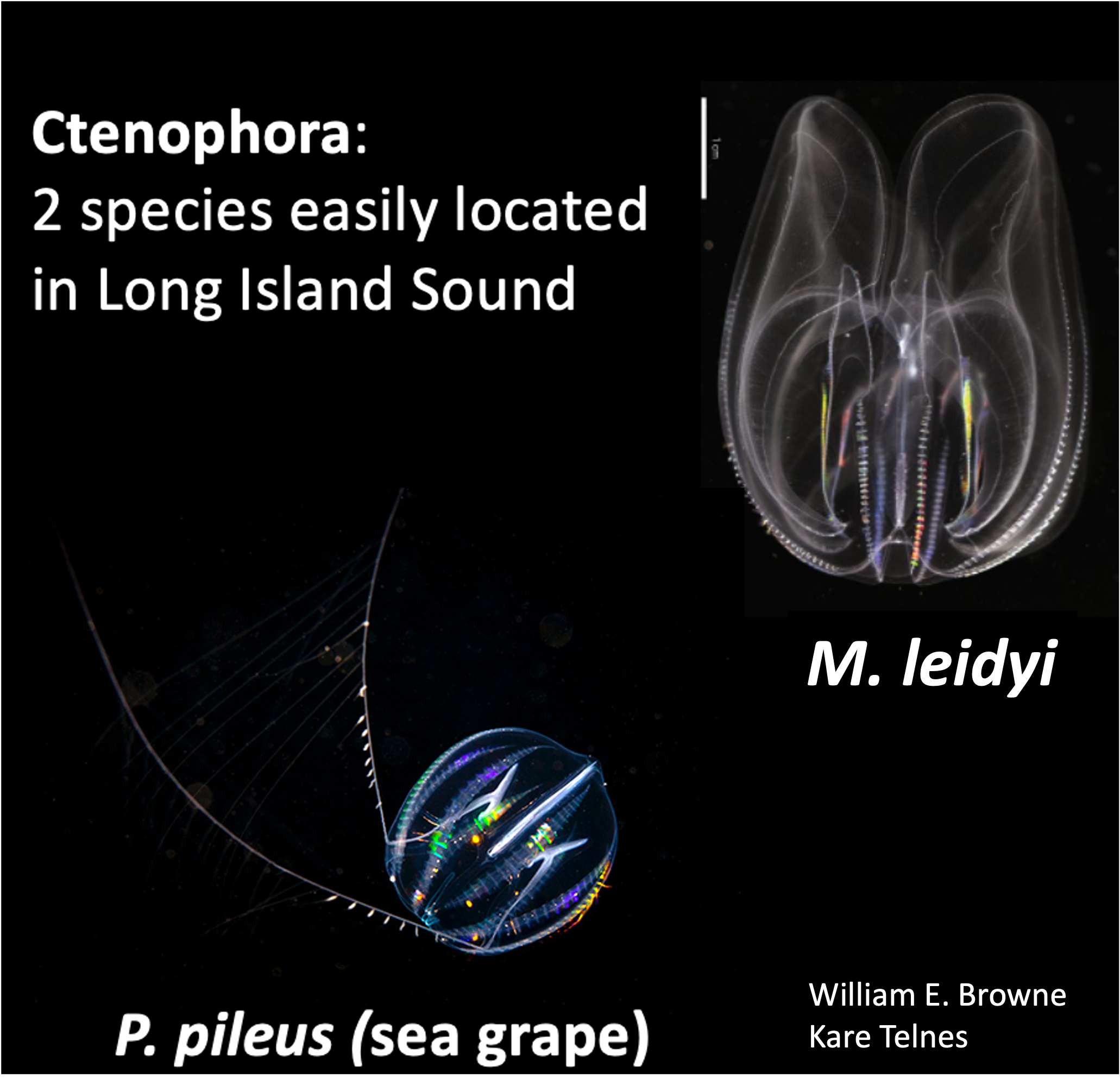 M. leidyi and P. pileus: two ctenophora species located in the Long Island Sound