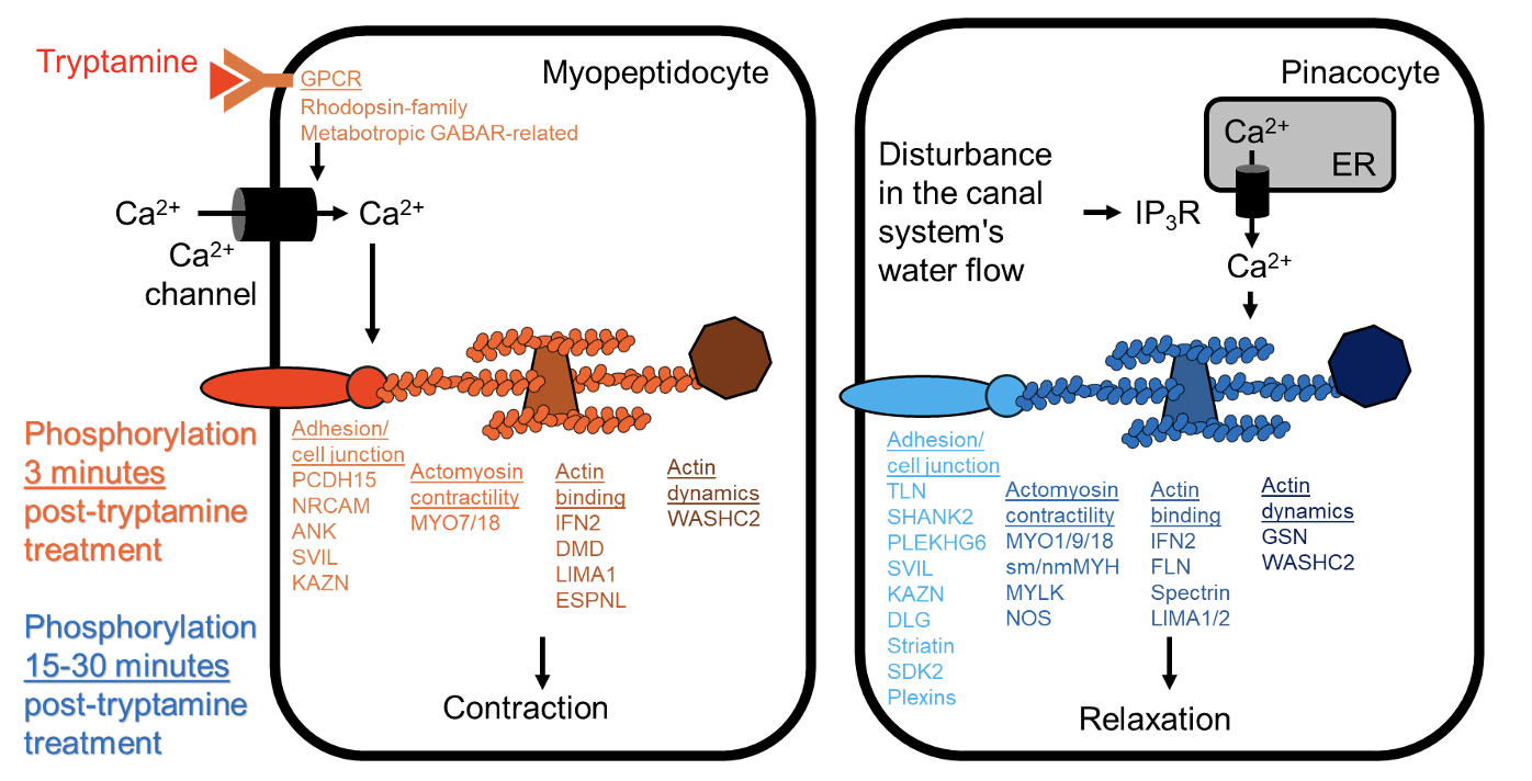 Schematic of the signaling cascade activated by Tryptamine