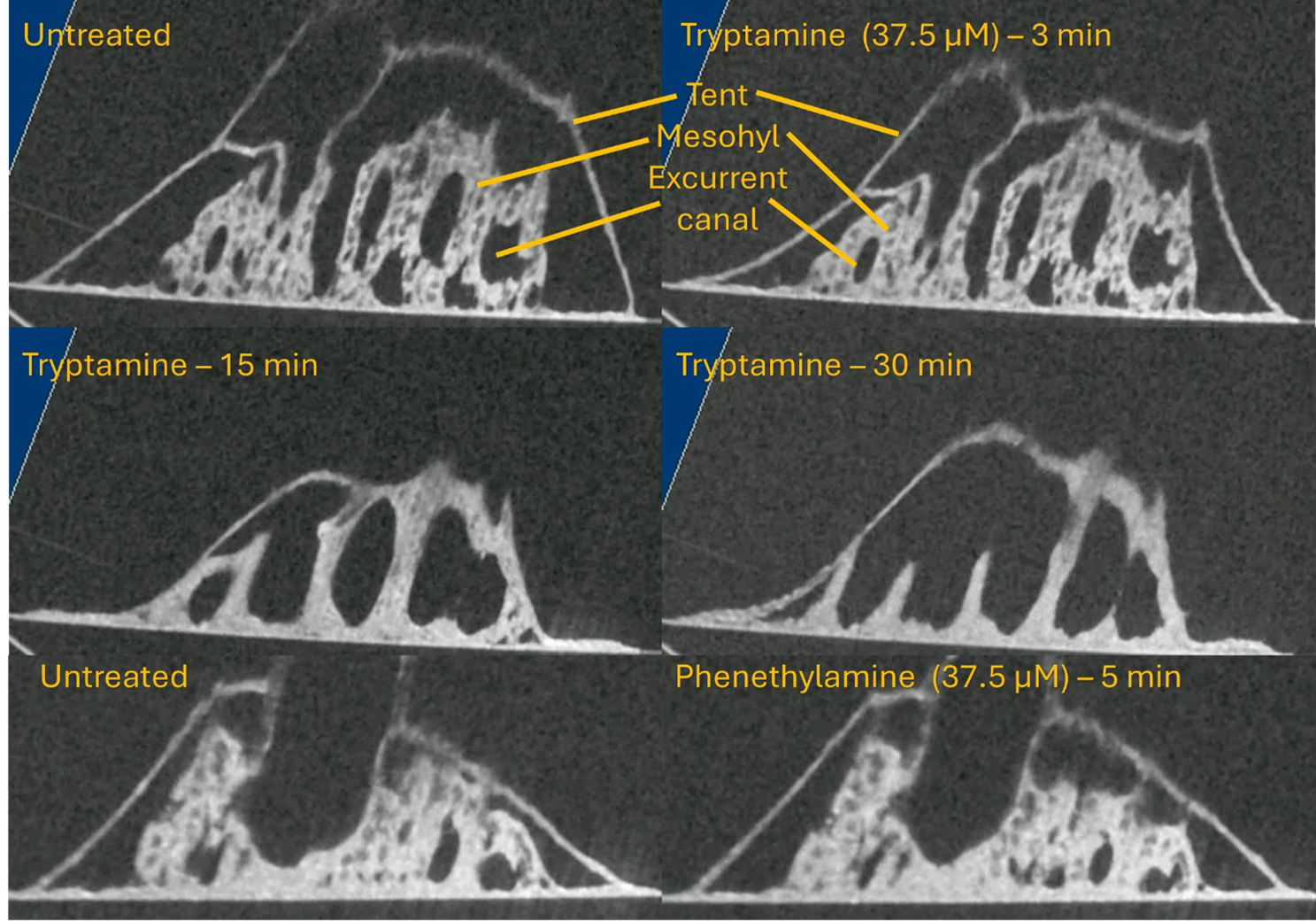 Microscopy images of spongilla exposed to Tyrptamine, tyramine or phenethylamine