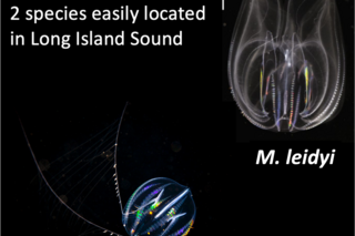 M. leidyi and P. pileus: two ctenophora species located in the Long Island Sound