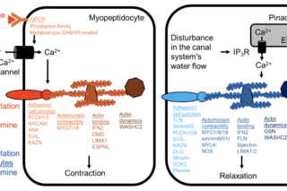 Schematic of the signaling cascade activated by Tryptamine 