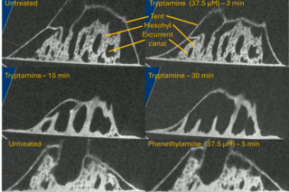 Microscopy images of spongilla exposed to Tyrptamine, tyramine or phenethylamine