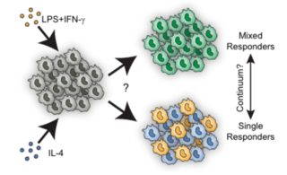 Schematic of cell reactions to IL4 and LPS IFN gamma