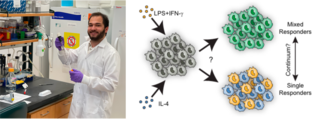 Left: Iyad in the lab; Right: Schematic of how immune cells might react to signals