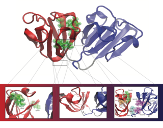 Structural representation of HγD-crystallin