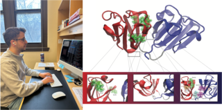 Left: Arlind working at his computer in the lab; Right: structure of Structural representation of HγD-crystallin