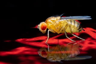 Fly on a optogenetic plume