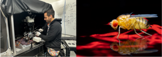 Left: Gustavo at the microscope; Right: Fly in the virtual reality arena