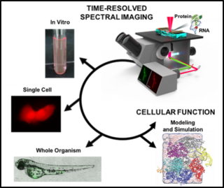 Time-resolved spectral imaging can be used to study protein folding in vitro, in single cells, and in whole organisms