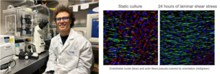 Left: Shaka in the lab; Right: Fluorescence imaging of actin filaments in cells under shear stress