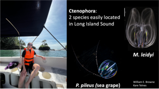 Left: Sara on a boat collecting samples; Right: two species of ctenophora located in the Long Island Sound