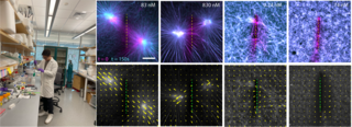 Left: Zachary in the lab; Right: Fluorescence image of in vitro actin filaments