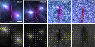 Fluorescence imaging of actin filaments before and after severing 