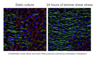 Fluorescence imaging of actin in cells under shear stress