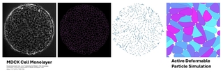 Fluorescence image of MDCK cells and the computational model of those cells