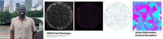 Left: Emmanuel; Right: Fluorescent image and corresponding model of MDCK cells 