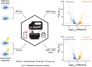 bakR is an R package implementing a novel hierarchical model to identify differences in RNA synthesis rates and stabilities using TimeLapse-seq, SLAM-seq, TUC-seq, or similar metabolic labeling methods.