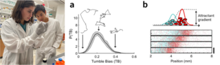 Left: Lam in the lab, Right: Graphical abstract of Lam's research