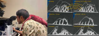 Left: Roy working at the microscope; Right: Fluorescence images of sea sponges exposed to Tryptamine or Phenethylamine